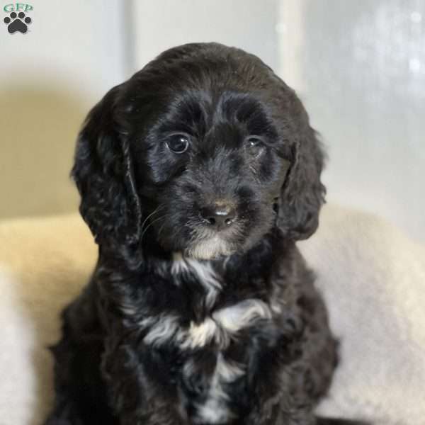 Kathy, Cavapoo Puppy