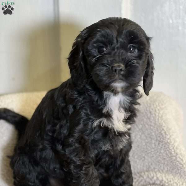 Kelsey, Cavapoo Puppy