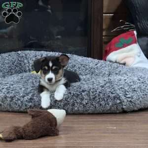 Ruby, Pembroke Welsh Corgi Puppy