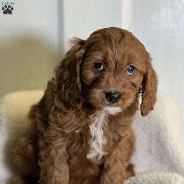 Kaiden, Cavapoo Puppy