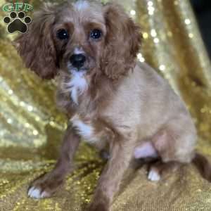 Tober, Cavapoo Puppy