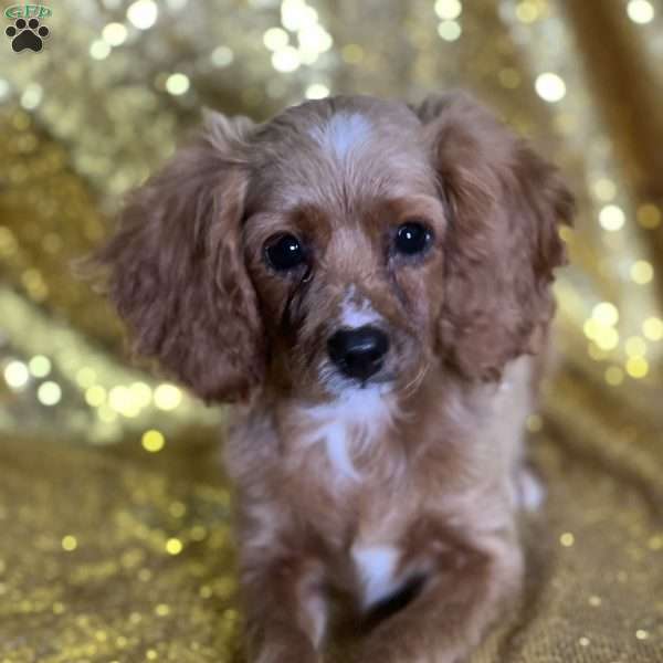 Tober, Cavapoo Puppy