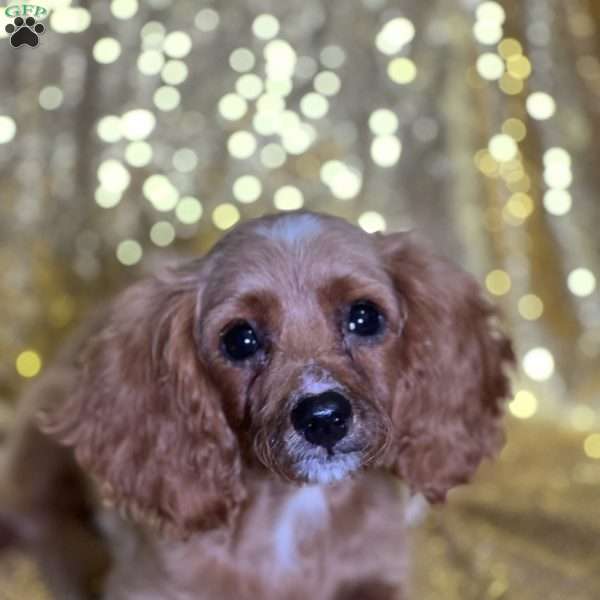 Tim, Cavapoo Puppy