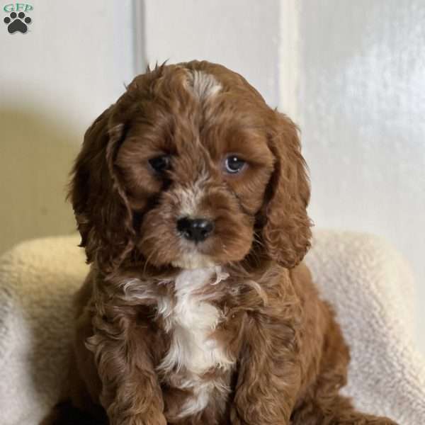 Kenzo, Cavapoo Puppy