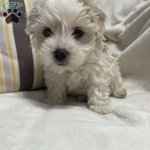 Teddy, Coton de Tulear Puppy