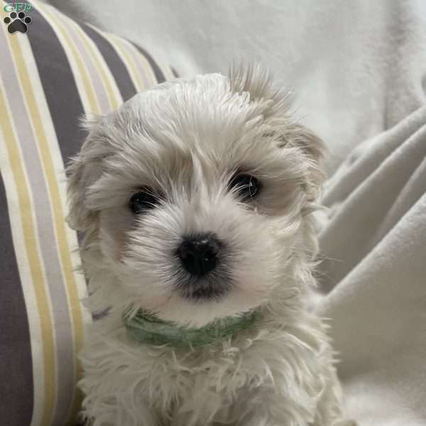 Teddy, Coton de Tulear Puppy