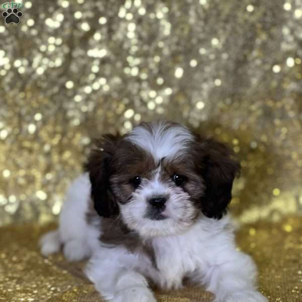 Lauren, Cava-Tzu Puppy