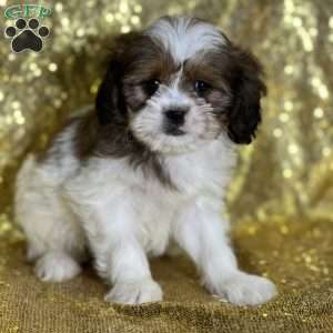 Lauren, Cava-Tzu Puppy