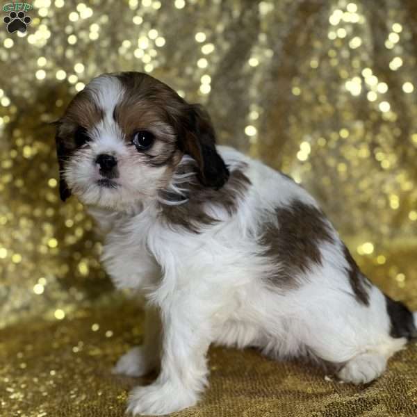 Leah, Cava-Tzu Puppy