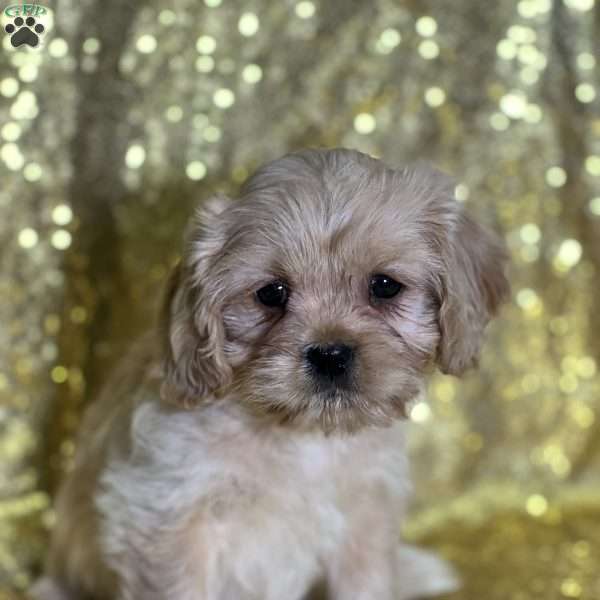 Leena, Cava-Tzu Puppy