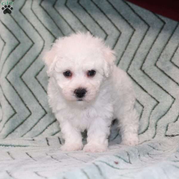 Doves, Bichon Frise Puppy