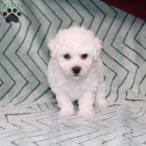 Doves, Bichon Frise Puppy