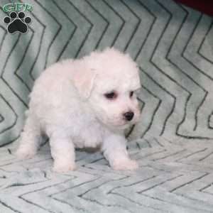 Doves, Bichon Frise Puppy