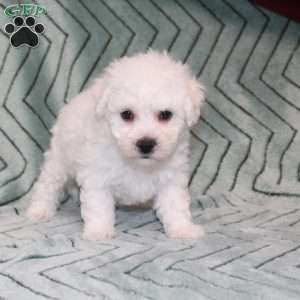 Doves, Bichon Frise Puppy