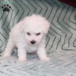 Doves, Bichon Frise Puppy