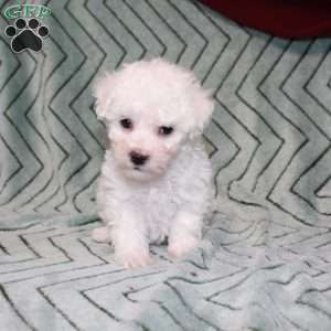 Turtle, Bichon Frise Puppy