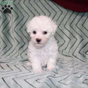 Turtle, Bichon Frise Puppy