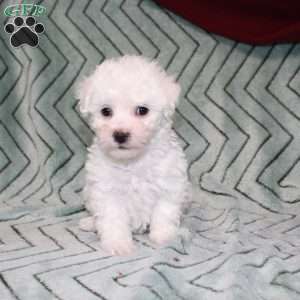 Turtle, Bichon Frise Puppy