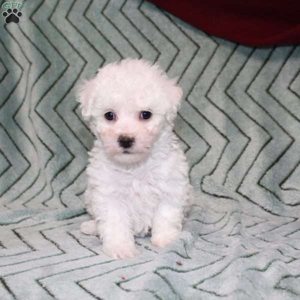 Turtle, Bichon Frise Puppy