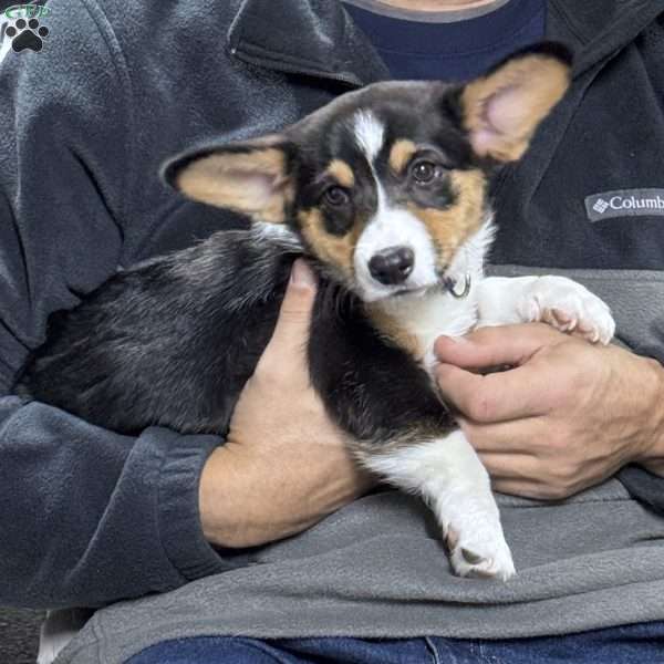 Ruby, Pembroke Welsh Corgi Puppy