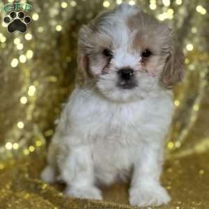 Larisa, Cava-Tzu Puppy