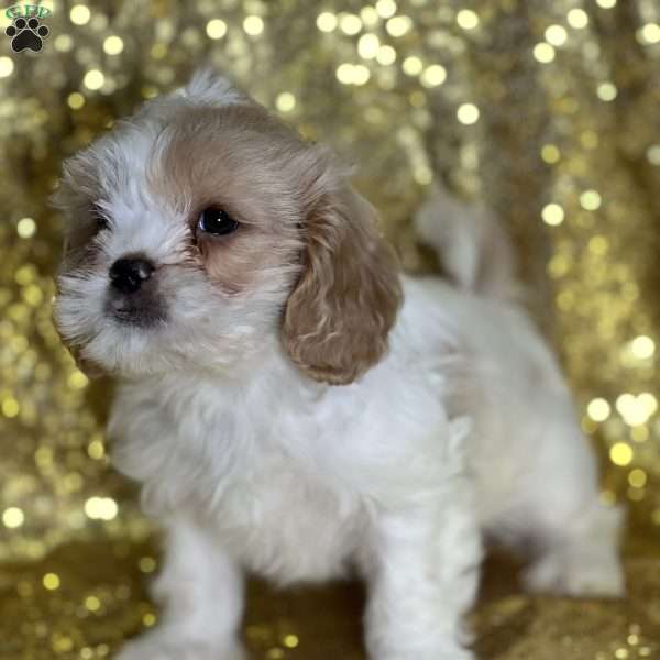 Larisa, Cava-Tzu Puppy