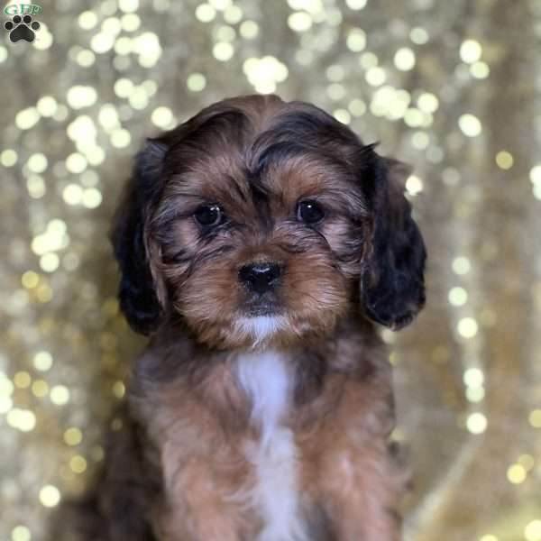 Lorraine, Cava-Tzu Puppy