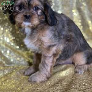 Lorraine, Cava-Tzu Puppy