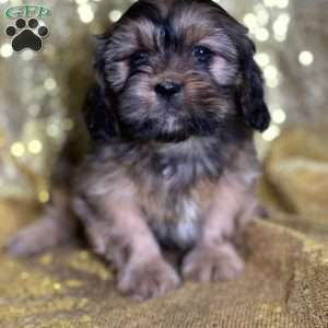 Lacie, Cava-Tzu Puppy