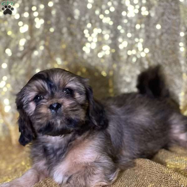 Lacie, Cava-Tzu Puppy