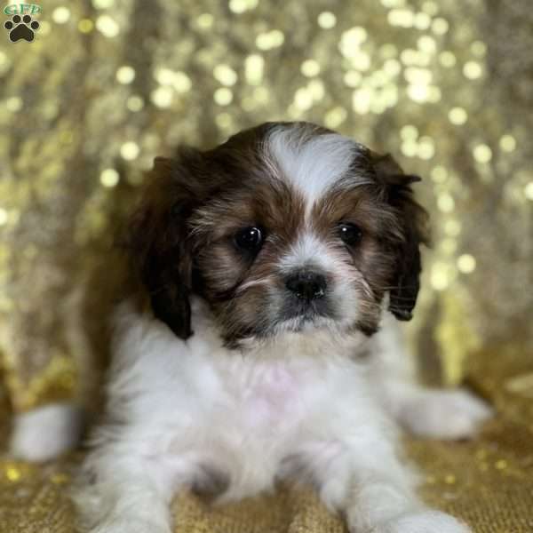 Louis, Cava-Tzu Puppy