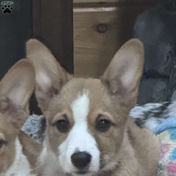 Daisy, Pembroke Welsh Corgi Puppy