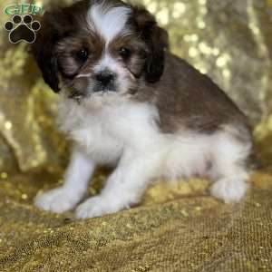 Louis, Cava-Tzu Puppy