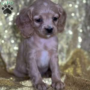 Dimples, Cavapoo Puppy