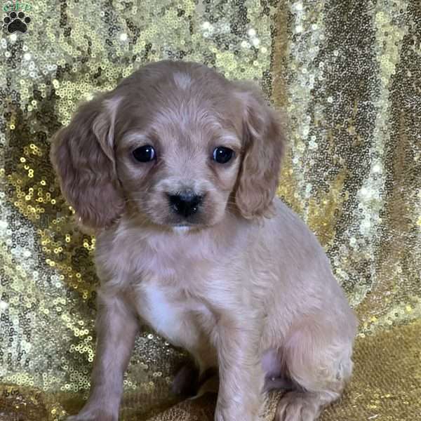 Dimples, Cavapoo Puppy