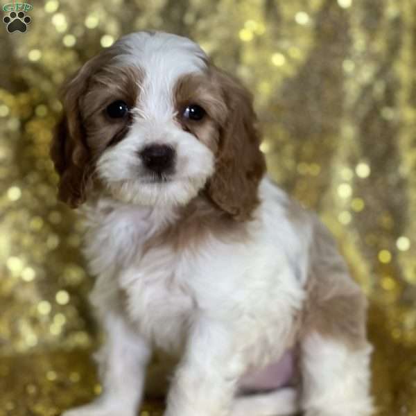 Dobby, Cavapoo Puppy