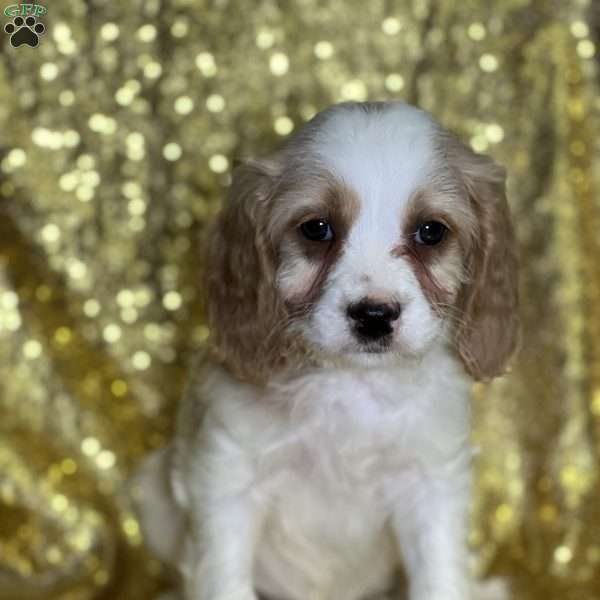 Dale, Cavapoo Puppy