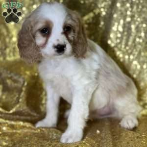 Dale, Cavapoo Puppy