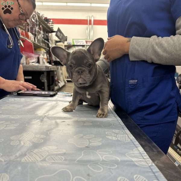 Stoney, French Bulldog Puppy