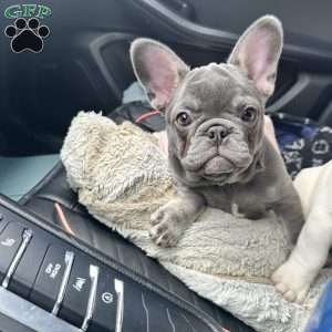 Stoney, French Bulldog Puppy