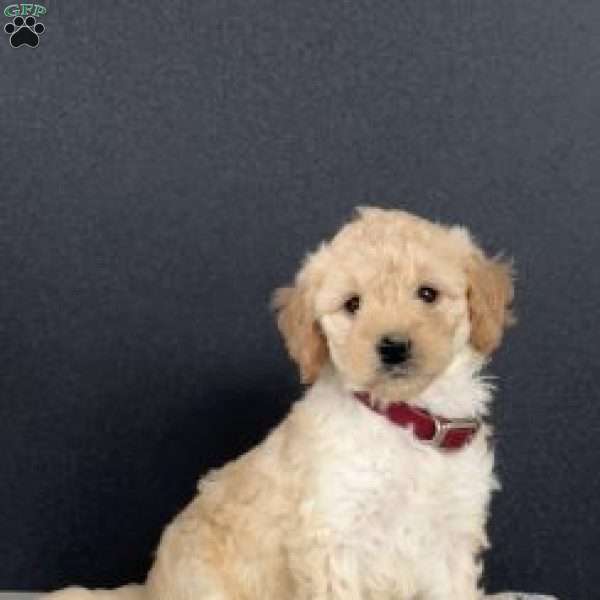 Nellie, Mini Goldendoodle Puppy