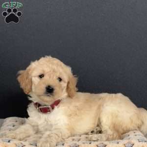 Nellie, Mini Goldendoodle Puppy