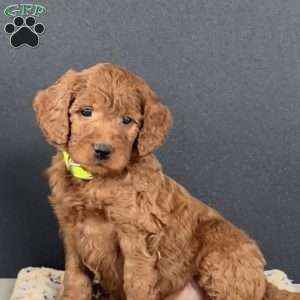 PJ, Goldendoodle Puppy