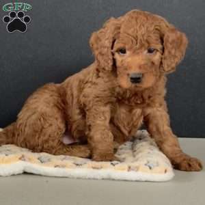 PJ, Goldendoodle Puppy