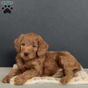 PJ, Goldendoodle Puppy