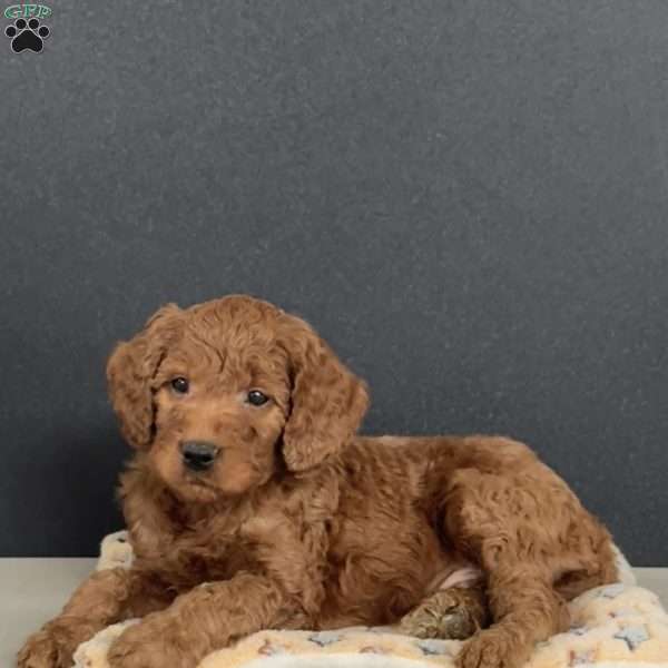 Ace, Goldendoodle Puppy