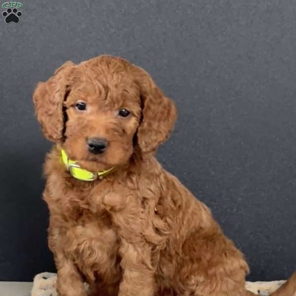 PJ, Goldendoodle Puppy