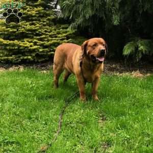 KitKat, Fox Red Labrador Retriever Puppy