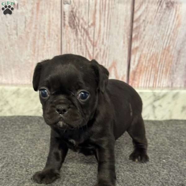 Julie, French Bulldog Mix Puppy