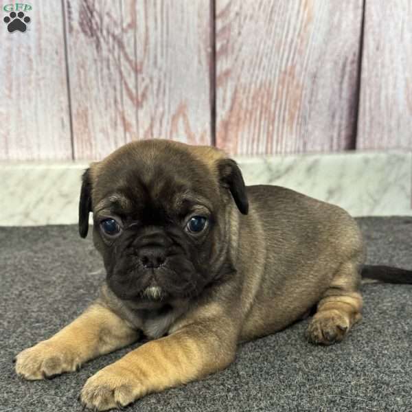 Jalen, French Bulldog Mix Puppy